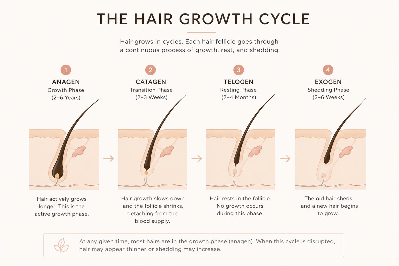 Minimalist infographic illustrating the anagen, catagen, telogen, and exogen phases of the human hair growth cycle.